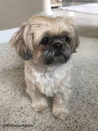 The teddy bear cut helps stylize the hair to make the shih tzu look more filled out. Shih Tzu Haircut Photos Novocom Top