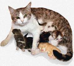 The Stages Of Feline Labor When Your Cat Gives Birth Cat Having Kittens Cat Birth Pregnant Cat