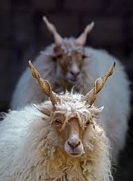 Hungarian Racka Sheep Photographed 2009 By By Ahmad Al Ameeri Via Flickr Animals With Horns Cute Baby Animals Goats