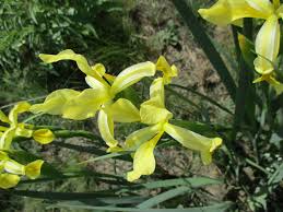 Image result for Zygotritonia atropurpurea