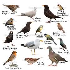 Joe Heenan On Bird Identification Birds Animals