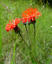 Image result for Emilia coccinea