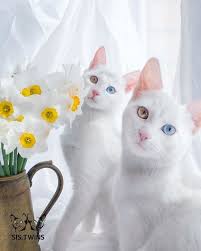 Dunyanin En Guzel 10 Kedisi Cute Kittens Kedi Guzel Kediler