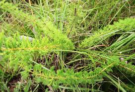 Image result for Asparagus minutiflorus