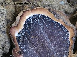 Image result for Scleroderma polyrhizon