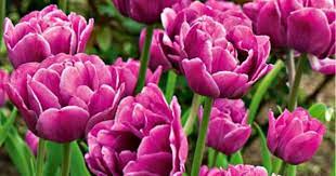 Tulip Backpacker White Flower Farm Bulbous Plants Flowers Perennials