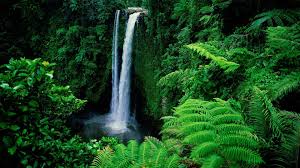 Green Forest Wallpapers Wallpaper Cave Green forest wallpaper (71+ images). green forest wallpapers wallpaper cave