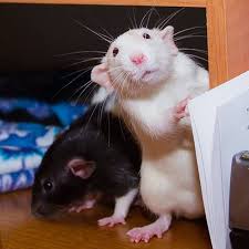 martymousehouse on instagram scuse me what are you doing milo office bizness rat petstagram instagood hello martymousehouse pets whiskers mouse