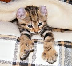 Discount99.us has been visited by 1m+ users in the past month Multiple Kittens Polydactyl Mittens I Science