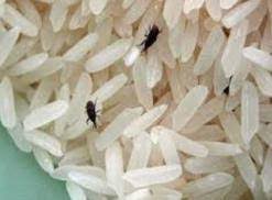 Do weevils live in pasta? Are Pantry Bugs Harmful If Eaten Learn How To Get Rid Of Each