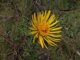 Image result for Berkheya spekeana