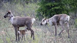 How a B.C. caribou herd