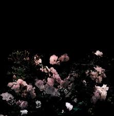 Aesthetic Black And Pink Roses Imagen De Flowers Black And Dark Dark Aesthetic Black Aesthetic Aesthetic Wallpapers