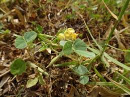 Image result for Vigna hosei