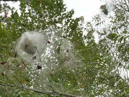 Worms hanging from trees can be very upsetting to homeowners. Caterpillars Leaf Tiers Bagworms And Web Formers