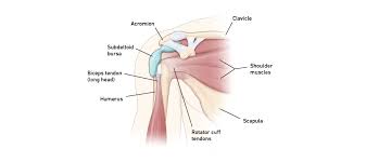 The shoulder muscles bridge the transitions from the torso into the head/neck area and into the upper extremities of the arms and hands. Shoulder Pain Temple Health