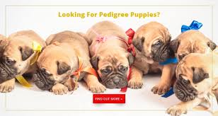 Find local rottweiler puppies for sale and dogs for adoption near you. Buy A Dog Nigeria Nigeria S No 1 Online Dog Shop