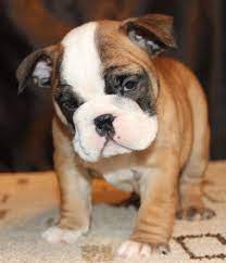 Beauteous french bulldog puppies for sale. French Bulldogs For Adoption Colorado