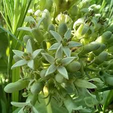 Image result for Chlorophytum subpetiolatum