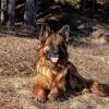 Find 500 german shepherds for sale on freeads pets uk. 1