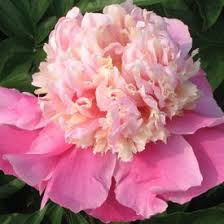 Peonies Garden Flower Bouquet Wedding Blooming Flowers