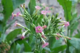 Image result for Nicotiana tabacum