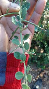 Image result for Putterlickia