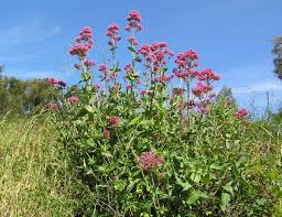 Image result for Centranthus
