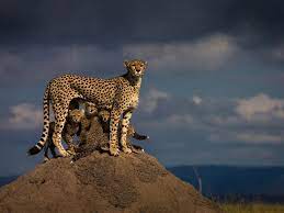 The Most Beautiful Travel Photographs Of 2016 Animals Beautiful Cute Animals Animals