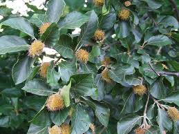 We did not find results for: European Beech Trees Of Massachusetts Inaturalist