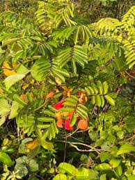 Image result for Cnestis