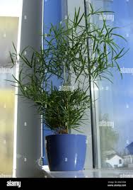 Image result for Asparagus falcatus
