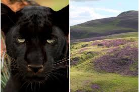 Дереву?» are you afraid of black cats? Nature Returning Or Just Tall Tails Nine New Reports Of Big Cat Activity In Fife And Beyond Edinburgh Live