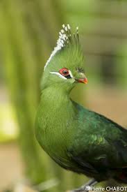 Bird With Colorful Feathers On Head Livingstone S Turaco Tauraco Livingstonii By Pierre Chabot Pich139195 Beautiful Birds Colorful Birds Pretty Birds