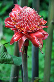 We did not find results for: Kecombrang Etlingera Elatior And Indonesian Cuisines Cigudeg Pleis Bilong Tu Mi