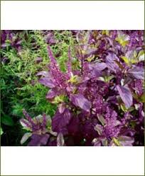 18 types of basil tulsi the herb is loved all over the world 18 types of basil tulsi the herb is