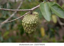Image result for Annonaceae