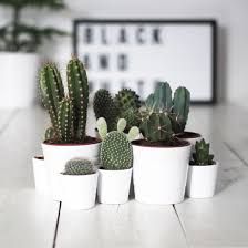 30 Ideas Para Decorar Con Cactus Y Terrarios Plants Plant Decor Indoor Plants