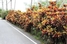 綠籬系列6 7 變葉木 思在樹人 痞客邦 garden decor country roads garden