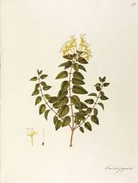 Image result for Caprifoliaceae
