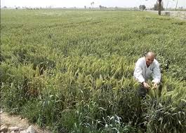 بدء موسم زراعة القمح قبلي وبحري والوزارة المواعيد المناسبة تحقق إنتاجية أفضل المصري اليوم