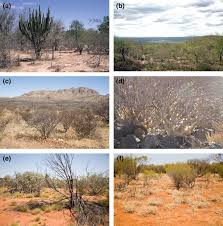 Image result for Plinthus karooicus