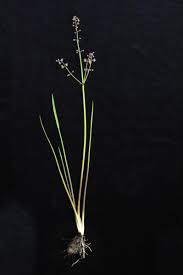 Image result for Burnatia