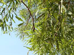 Image result for Salacia rhodesiaca