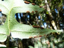 Image result for Blotiella