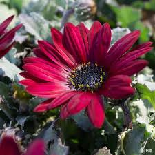 Image result for Arctotis