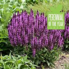 Image result for Salvia