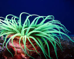 Sea anemones sea animal