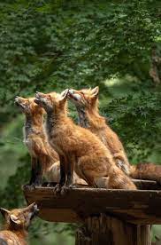 Red Foxes By Koki Ueno National Geographic Your Shot Fox Animals Animals Beautiful