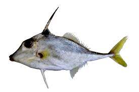 Tripodichthys Angustifrons